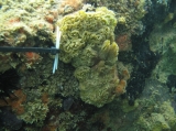 Specimen at Praia do Franc (Marechal Deodoro, Alagoas, Brazil), author: Hajdu, Eduardo