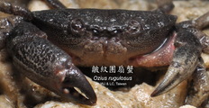 Ozius rugulosus, author: Chen, WJ & LC, Lo