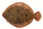 Pleuronectiformes