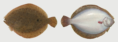 Brill, Scophthalmus rhombus