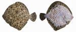 Pleuronectiformes