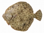 Pleuronectiformes