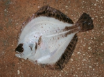 Pleuronectiformes