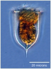 Acanthostomela norvegica