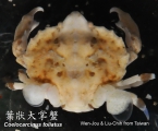 Coelocarcinus foliatus, author: wjchen & lclo