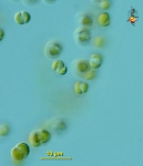 Phaeocystis