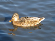 Mallard_female