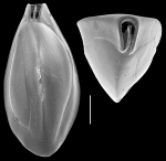 Triloculina elongotricarinata