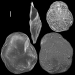 Hoeglundina neocarinata