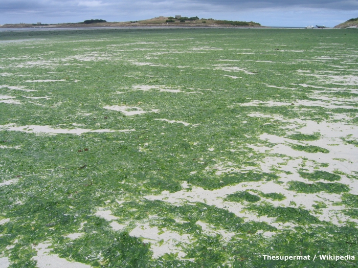 Green algae Nord Finistère FRANCE August 2009