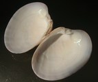Callista planatella, author: Jan Delsing