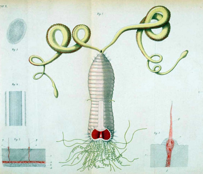 Sternaspis spinosa Sluiter original figure with 'palps'