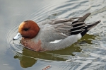 Marine birds