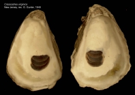 Crassostrea virginica (Gmelin, 1791)Specimen from New Jersey