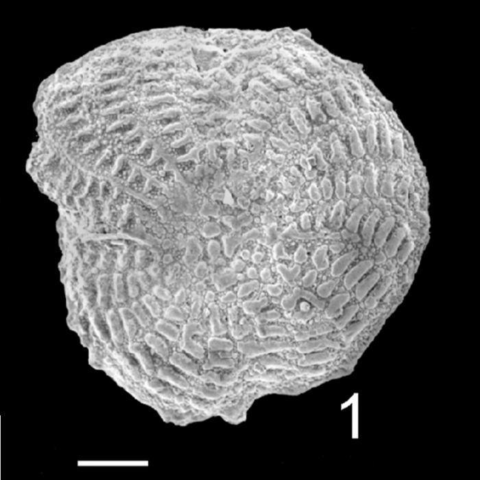 Elphidium aculeatum norcotti Holotype Elphidium aculeatum norcotti Holotype