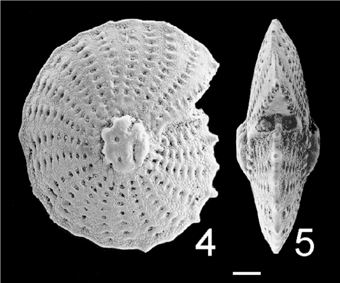 Elphidium aculeatum subrotatum TOPOTYPE Elphidium aculeatum subrotatum TOPOTYPE