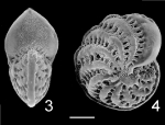 Elphidium advenum botaniense