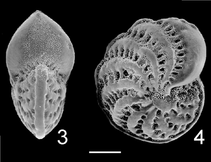Elphidium advenum botaniense Elphidium advenum botaniense