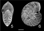 Elphidium advenum dispar