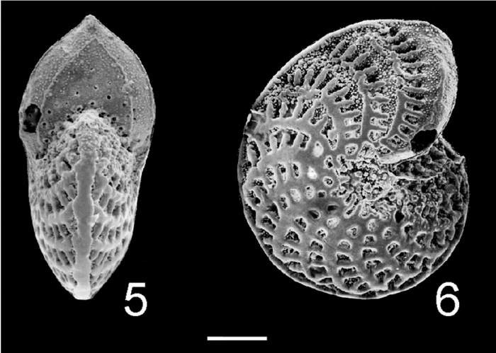 Elphidium advenum dispar