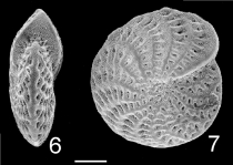 Elphidium argenteum TOPOTYPE, author: Hayward, Bruce