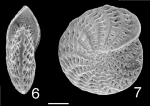 Elphidium argenteum TOPOTYPE