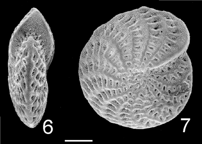 Elphidium argenteum TOPOTYPE Elphidium argenteum TOPOTYPE