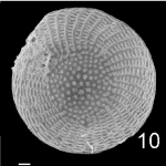 Elphidium craticulatum Solomon Is