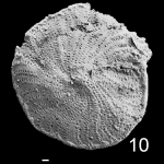 Elphidium crispum waiwiriensis HOLOTYPE
