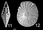 Elphidium crispum waiwiriensis PARATYPE