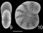 Protozoa