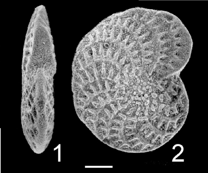 Elphidium fichtellianum TOPOTYPE Elphidium fichtellianum TOPOTYPE