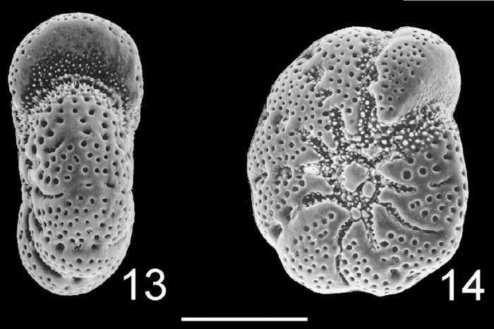 Cribroelphidium gunteri NZ Cribroelphidium gunteri NZ