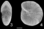 Elphidium hawkesburiense Australia