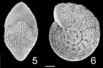 Elphidium hispidulum Australia