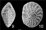 Elphidium ingressans TOPOTYPE NZ