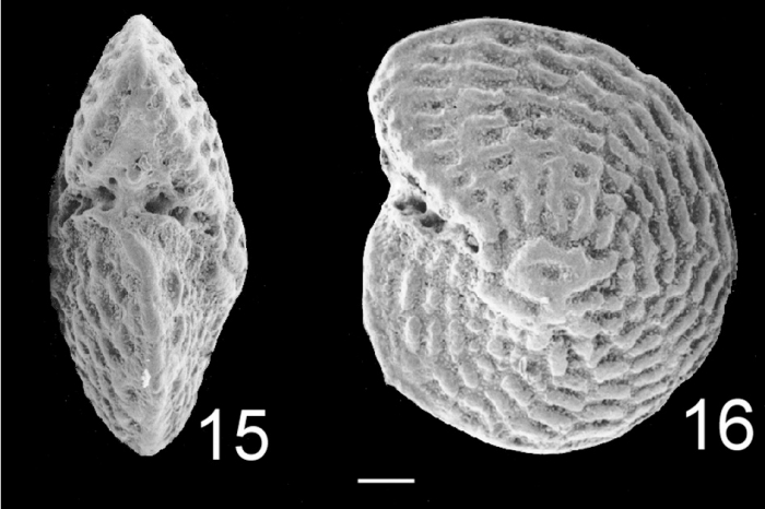 Elphidium kanoum NZ Elphidium kanoum NZ