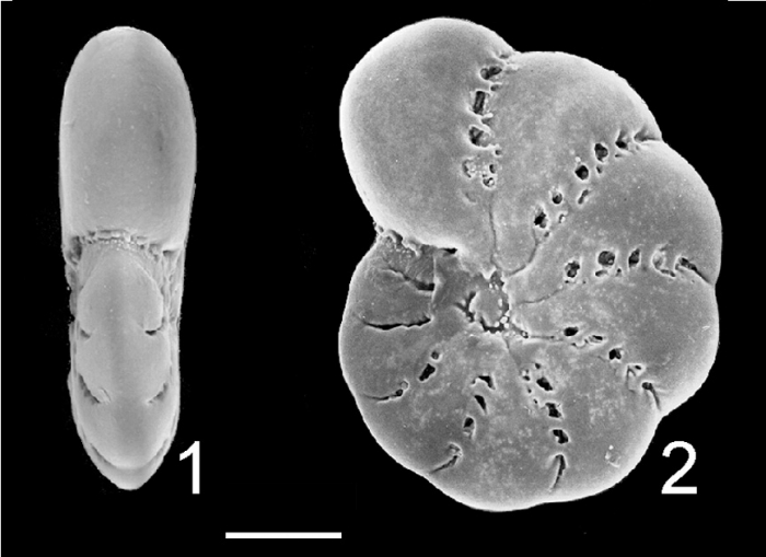 Elphidium lene Australia Elphidium lene Australia
