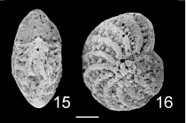 Elphidium matanginuiense HOLOTYPE NZ