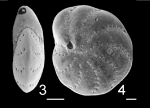 Elphidium matauraense HOLOTYPE