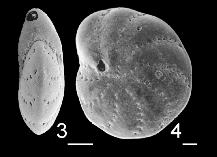 Elphidium matauraense HOLOTYPE Elphidium matauraense HOLOTYPE