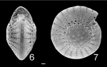 Elphidium mortonbayense Australia