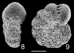 Elphidium phillipense TOPOTYPE Australia