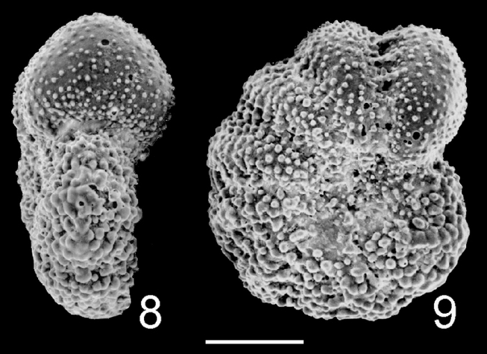 Elphidium phillipense TOPOTYPE Australia Elphidium phillipense TOPOTYPE Australia
