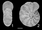 Elphidium reticulosum Fiji