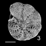 Elphidium reticulosum Tonga