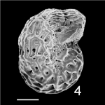 Elphidium reticulosum Norfolk Is