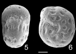 Elphidium saginatum TOPOTYPE NZ