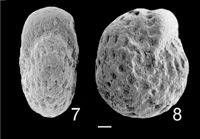 Elphidium saginatum NZ Elphidium saginatum NZ