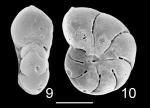Toddinella crundwelli Hayward 2025, holotype